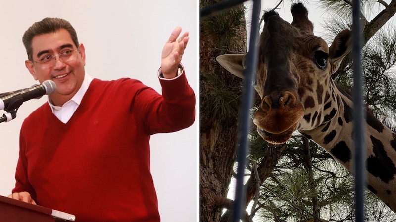 Gobernador de Puebla solicita formalmente el traslado de la jirafa Benito a Africam Safari
